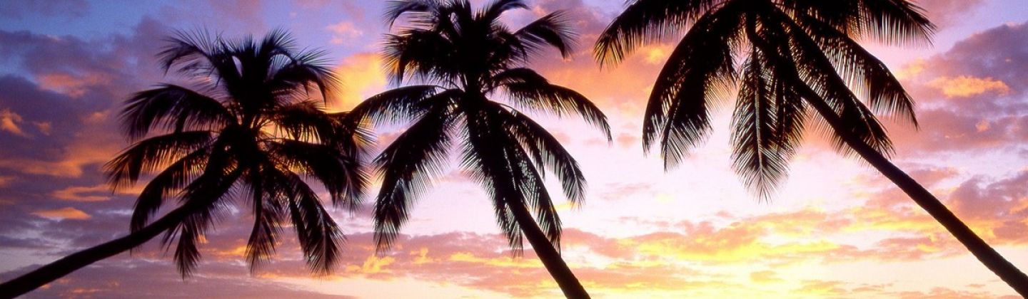 Barbados Holidays - palm tree on beach