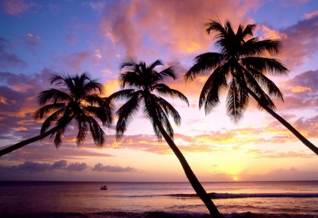 Barbados Holidays - palm tree on beach