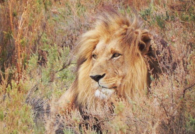 South Africa Safari Holidays with Classic Resorts