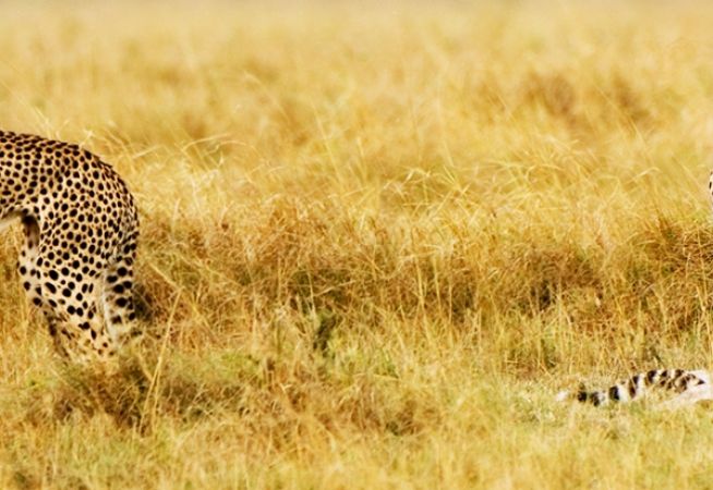 Kenya Safari Holidays with Classic Resorts